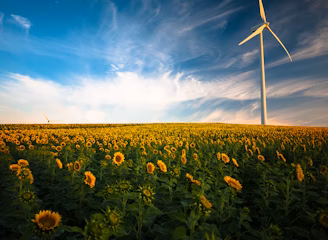 sunflower field